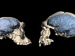 Modern human brain evolved as far back as 1.7 million years ago, study finds
