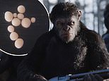 Brain organoids could spark a ‘Planet of the Apes’ scenario, scientists warn