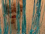 Let me in! Hilarious moment baffled dog gets ‘stuck’ behind foil streamers