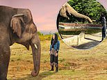 Cher meets the World’s Loneliest Elephant