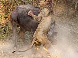 Lion left bloodied after hour-long battle with buffalo in Zambia