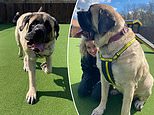 Animal shelter searches for owner for their ‘biggest ever’ dog