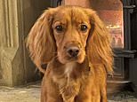 Family’s heartbreak as 16-month-old Cocker Spaniel dies after eating discarded face mask