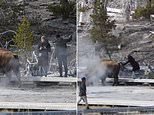 Dramatic moment selfie-taking couple gets dangerously close to a bison