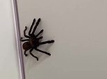 Moment a woman finds huge spider crawling up the side of door in her house