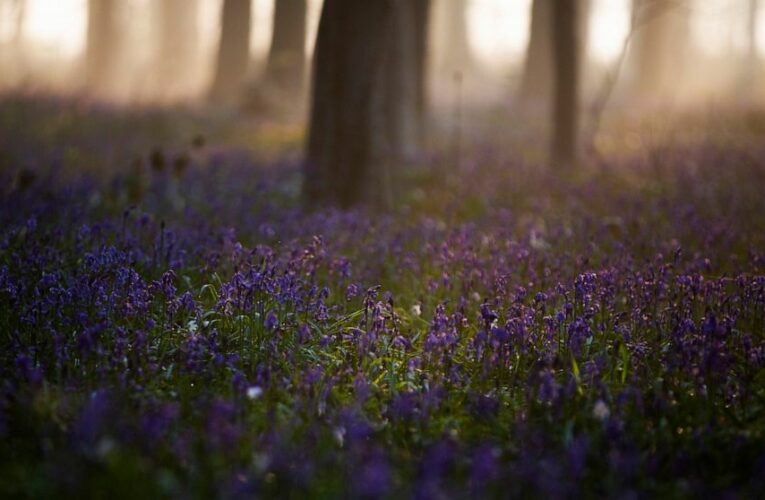 Pandemic puts tulips, bluebells, cherry blossoms in hiding