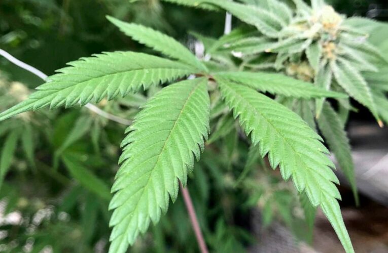 New Mexico governor set to sign recreational marijuana bill