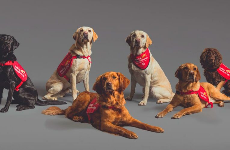 Early research suggests dogs might be able to sniff out Covid-19 infections