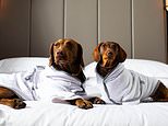 Linen-supplier to five-star hotels Tielle Love Luxury launches plush bathrobe for DOGS