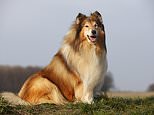 Scientists reveal the most AGGRESSIVE breeds – with Long-Haired Collies at the top of the list