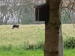 ‘Big cat the size of an Alsatian’ is filmed stalking in a Somerset field