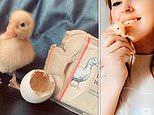 Supermarket shopper hatches duckling from egg she bought in Morrisons