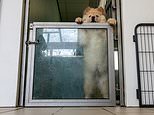 Heartbreaking images reveal puppies in quarantine