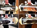 Japanese firm designs portable fish tanks for seafood lovers to take their dinner home alive 