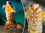 We’re back!&nbsp;Brood X cicadas are seen shedding their outer shells after emerging from hibernation