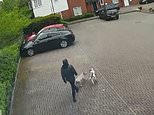 Moment dog thief flees with family’s pedigree XL American bully and bulldog after breaking in