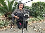 Greyhound’s fatal cancer cured by injection of vaccine made from her own tumor&nbsp;at Sydney University