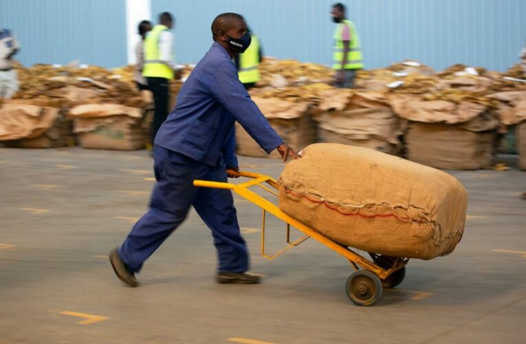 Zimbabwe’s tobacco booms, but Black growers complain of debt