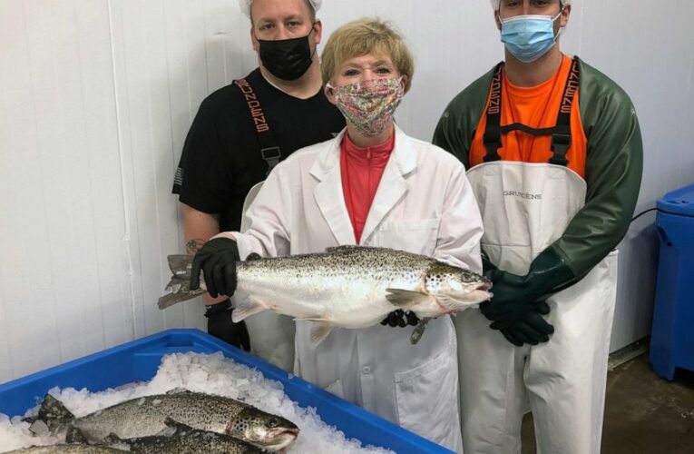 Genetically modified salmon head to US dinner plates