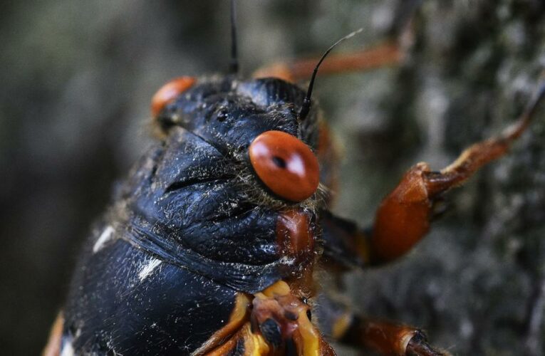 White House press charter plane delayed by cicadas