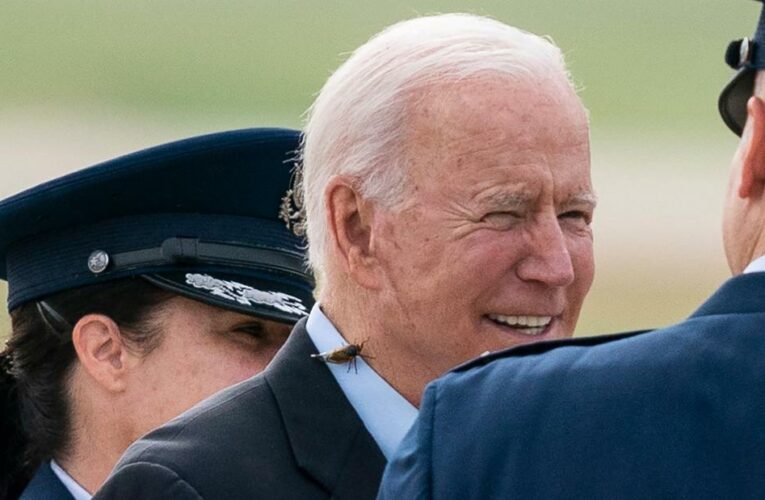 Biden has run-in with cicada before boarding Air Force One
