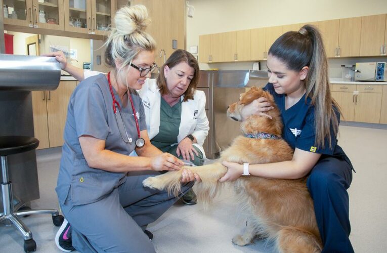 Covid-19 pandemic magnifies workforce crisis in veterinary field