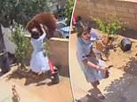 TikTok clip shows California teen as she daringly shoves wild bear off garden wall to save pet dogs