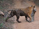 Angry tigress attacks and kills a leopard in India