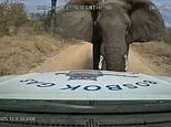 Enraged elephant charges at a truck, rips off its bonnet and pushes the 2.5-tonne vehicle backwards