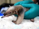 Cuteness overload! Baby tamandua takes first steps in Washington zoo