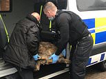 Moment police officers catch enormous ‘runaway’ tortoise… a mile from its home&nbsp;
