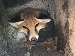 Fox cub spends five hours stuck in a concrete block