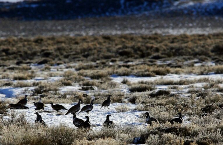 Judge blocks drilling plans in 2 states, citing bird habitat