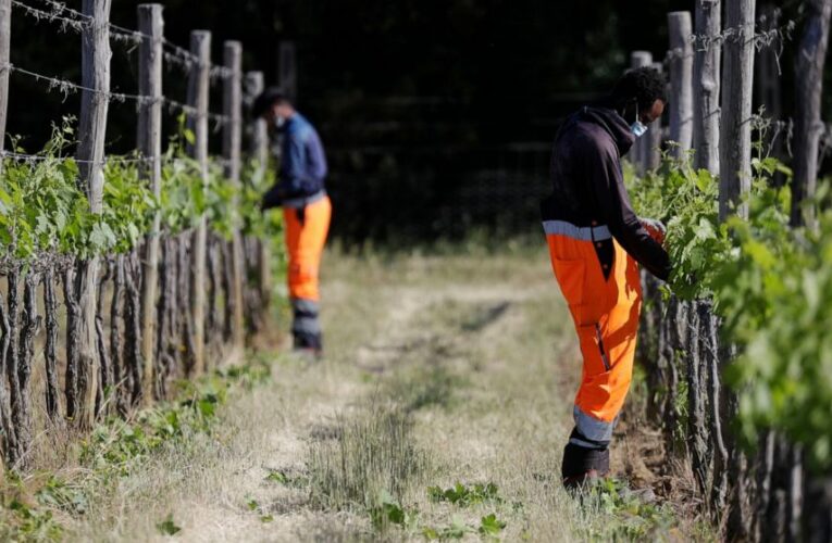 Asylum-seekers help produce Italy’s famous Brunello wine