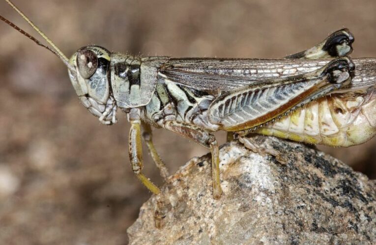 Western drought brings another woe: voracious grasshoppers