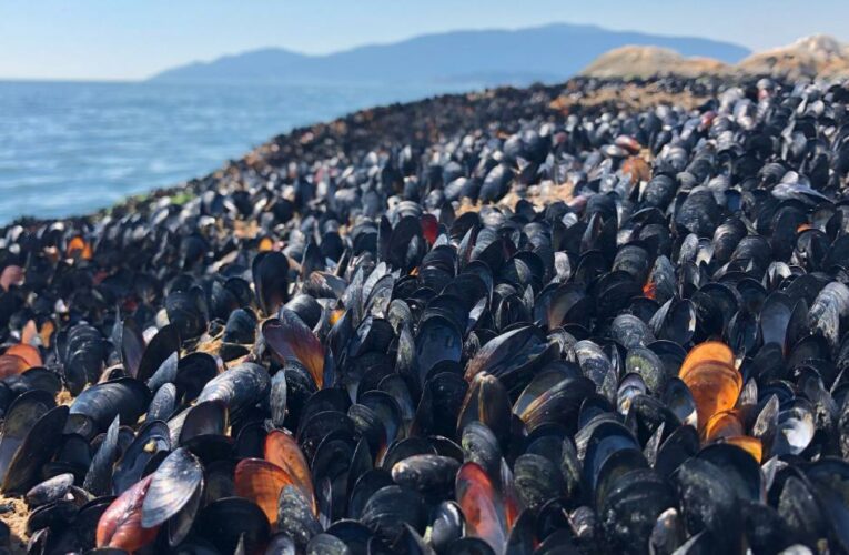 Temperatures near a Western Canada beach topped 125 degrees, causing a massive marine life die-off