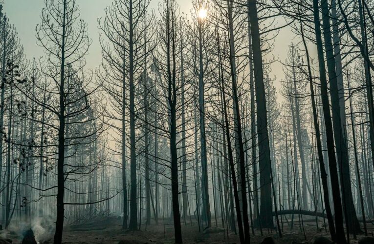 Bootleg Fire, now twice the size of New York City, destroying carbon offsets