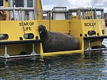 Wally the Walrus’ ‘safe space’! Officials on Isle of Scilly build pontoon so Arctic beast can relax