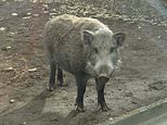 Fukushima disaster has created boar-pig hybrids, scientists say