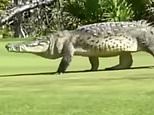 Now THAT’s crazy golf: Moment 15ft crocodile strolls across fairway in front of golfers in Mexico