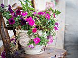 Plants have become used to the extra warmth of people moving around their homes, horticulturists say