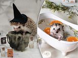 Adorable rescue hedgehog stars in photoshoots with tiny props