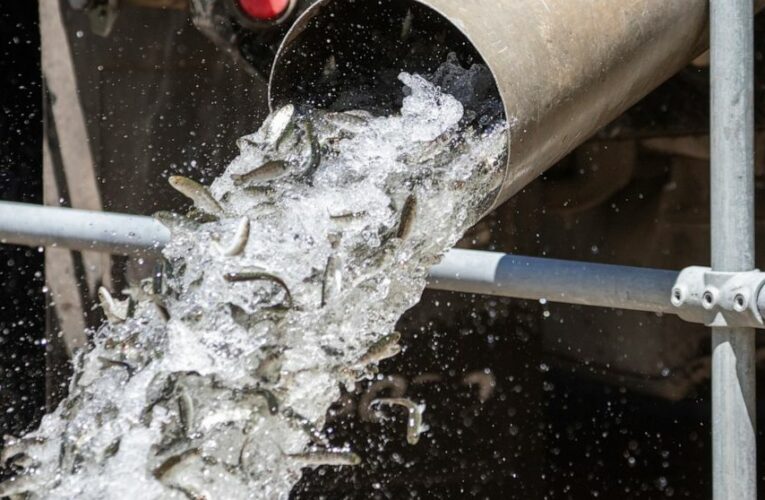 Warming rivers in US West killing fish, imperiling industry