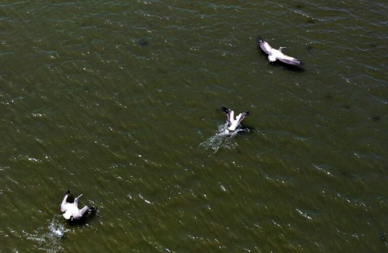 Colony of shy Albanian pelicans flourishes during pandemic