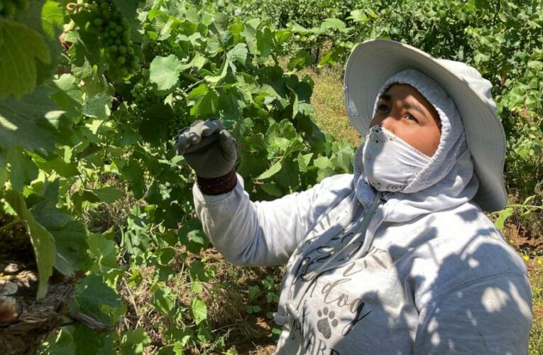 Smoke, extreme heat pose harsh test for West Coast vineyards