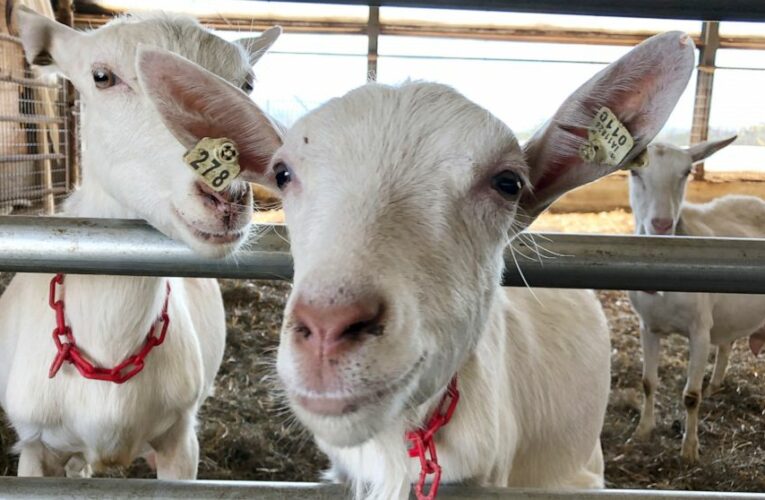Family farm swaps cows for goats amid changed dairy industry