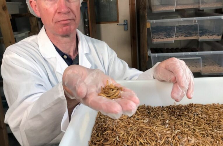 What pairs with beetle? Startups seek to make bugs tasty