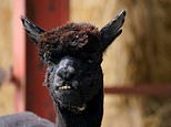 Geronimo the alpaca to be slaughtered after owner loses…