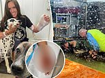 Utah alligator handler injured after reptile latched onto her wrist and pulled her into death roll