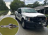 Man killed by alligator in Louisiana after warning beasts were lurking in Ida flood waters 